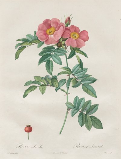 Les Roses: Rosa Lucida door Unknown artist