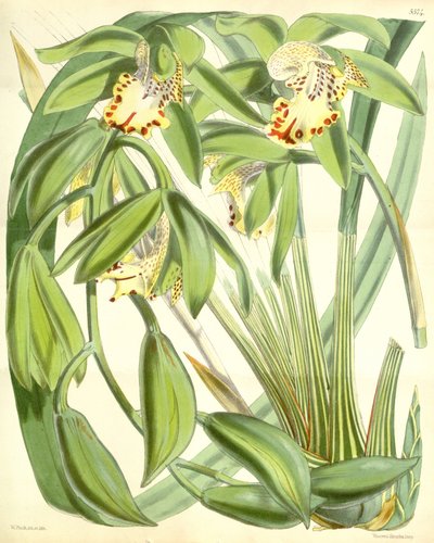 Cymbidium hookerianum door Walter Hood Fitch