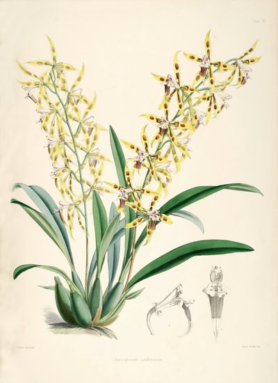 Odontoglossum lindleyanum door Walter Hood Fitch