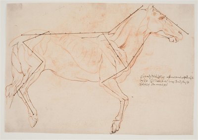 Anatomische en proportiestudie. Een paard door Willem Panneels