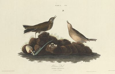 Bruine Leeuwerik door William Home Lizars after John James Audubon