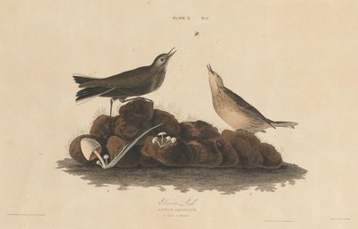 Bruine Leeuwerik door William Home Lizars after John James Audubon