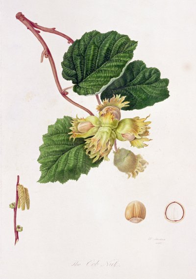 De Cob Nut, 1816 door William Hooker