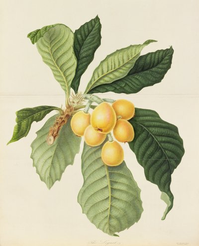 De loquat door William Hooker