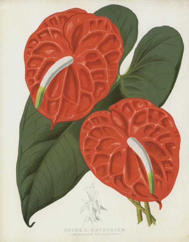 Andres Anthurium, Anthurium Andraeanum door English School