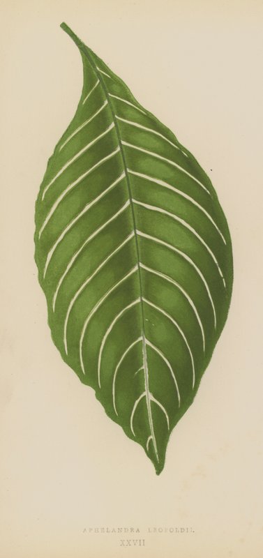 Aphelandra Leopoldii door English School