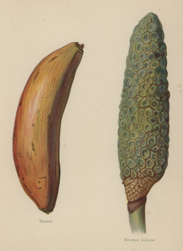 Banaan, Monstera deliciosa door English School