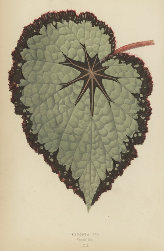 Begonia Rex, Variëteit Isis door English School