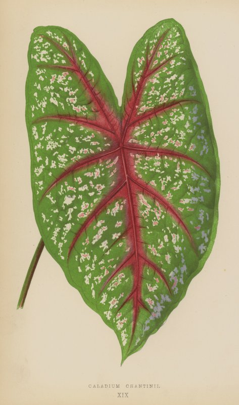 Caladium Chantinii door English School