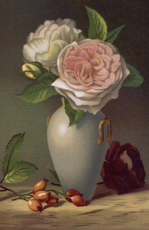 Camellia