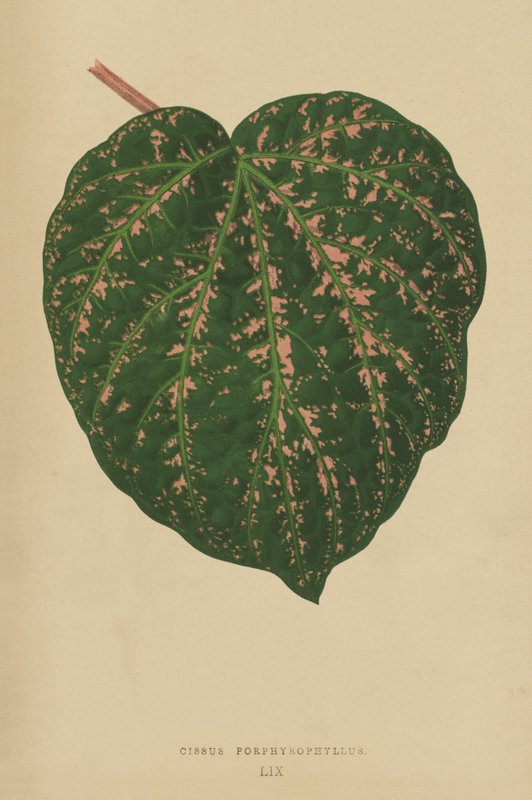 Cissus Porphyrophyllus door English School