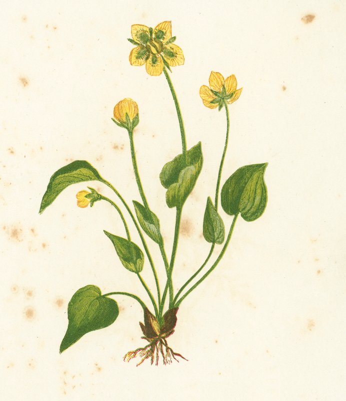 Parnassia, Parnassia Palustris door English School