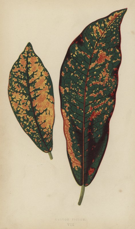 Croton Pictum door English School