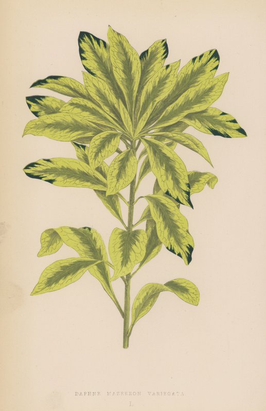 Daphne Mazereon Variegata door English School