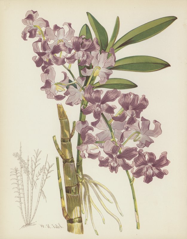 Dendrobium Superbiens door English School