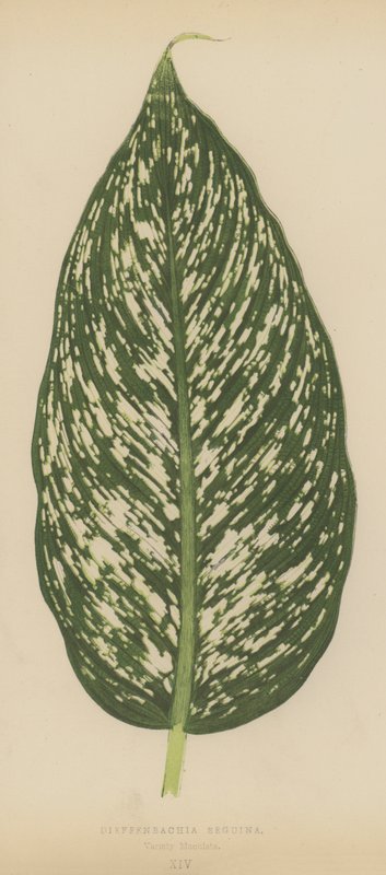Dieffenbachia Seguina, Variëteit Maculata door English School