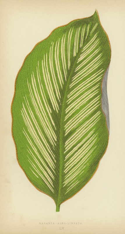 Maranta Alba-Lineata door English School