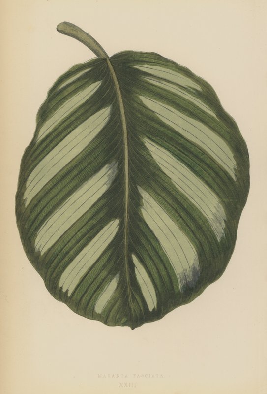 Maranta Fasciata door English School