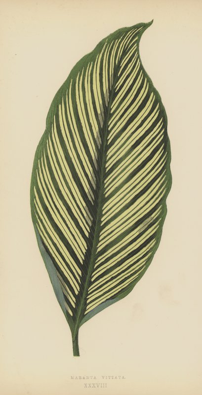 Maranta Vittata door English School