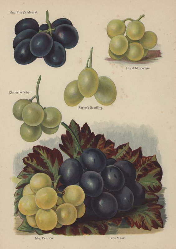 Mrs Pinces Muscat, Royal Muscadine, Chasselas Vibert, Fosters Zaailing, Mrs Pearson, Gros Maroc door English School