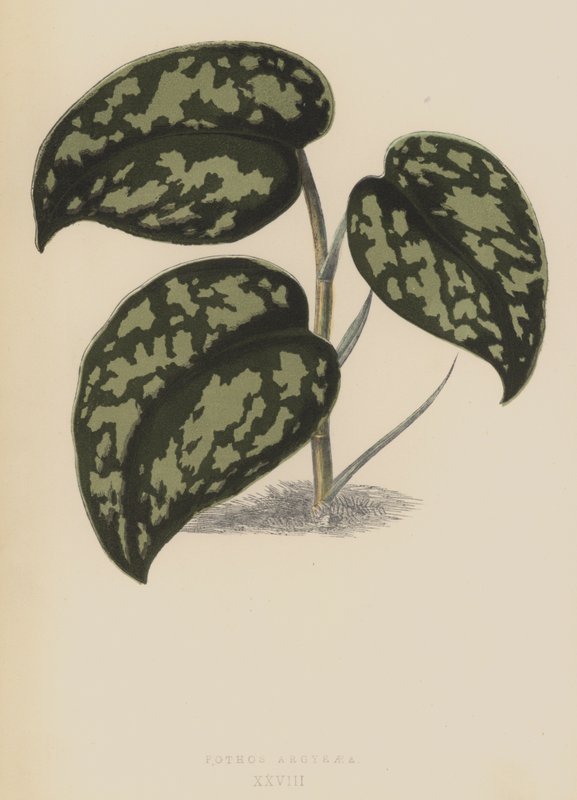 Pothos Argyraea door English School