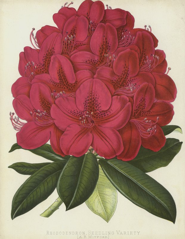 Rhododendron, Zaailingvariëteit, A B Mitford door English School