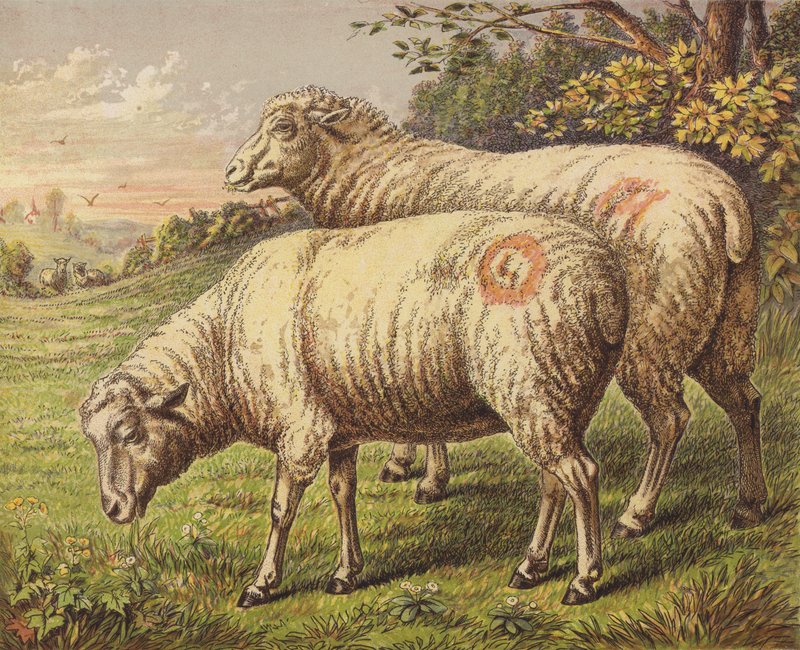 Schapen door English School