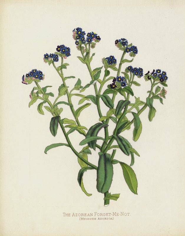 De Azoriaanse Vergeet-mij-niet, Myosotis Azorica door English School