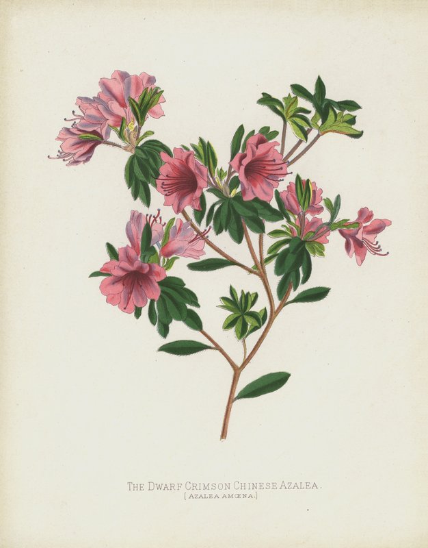 De Dwerg Karmozijnrode Chinese Azalea, Azalea Amoena door English School