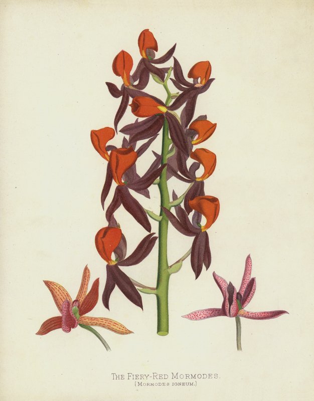 De Vuurrode Mormodes, Mormodes Igneum door English School