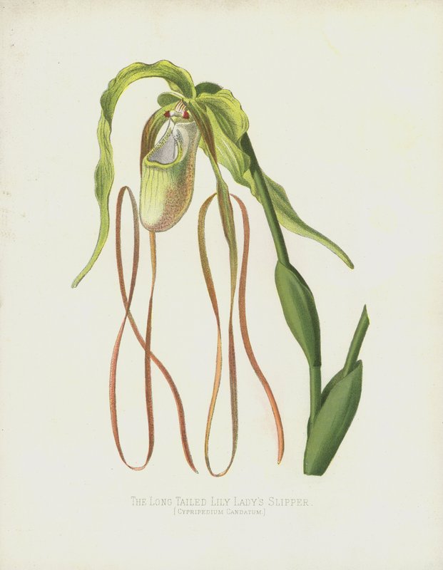 De Langstaartige Vrouwenschoen, Cypripedium Caudatum door English School