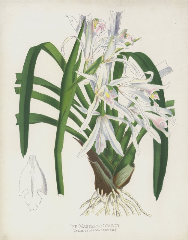 De Meesters Cymbid, Cymbidium Mastersii door English School