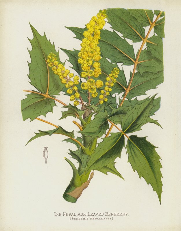 De Nepalese Esdoornbladige Berberis, Berberis Nepalensis door English School