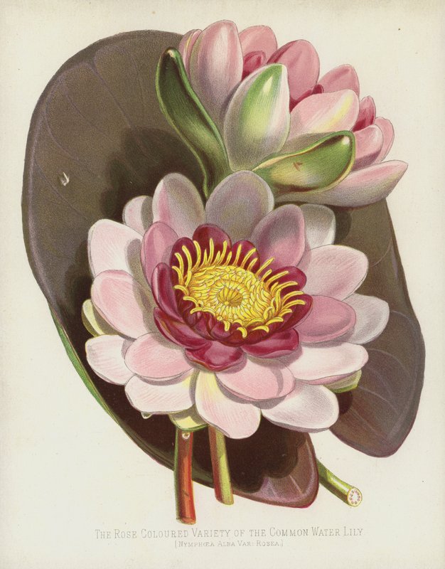 De Roze Variant van de Gewone Waterlelie, Nymphaea Alba, var Rosea door English School