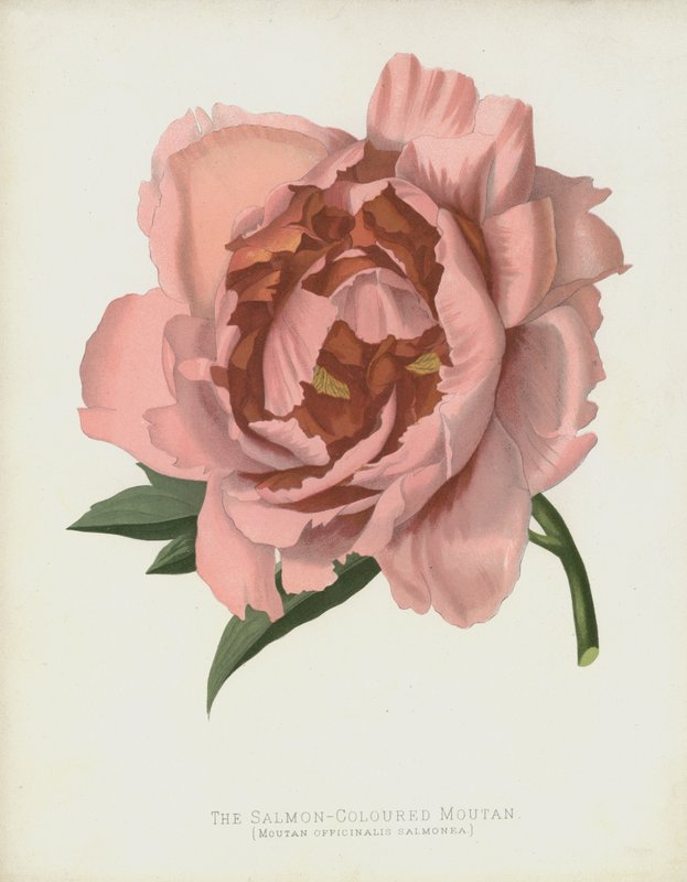 De Zalmkleurige Moutan, Moutan Officinalis; Salmonea door English School