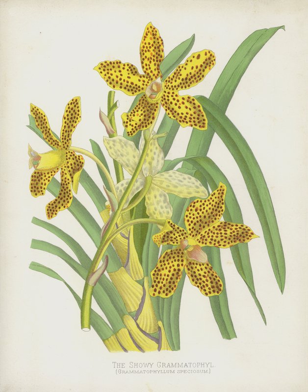 De Opvallende Grammatophyl, Grammatophyllum Speciosum door English School