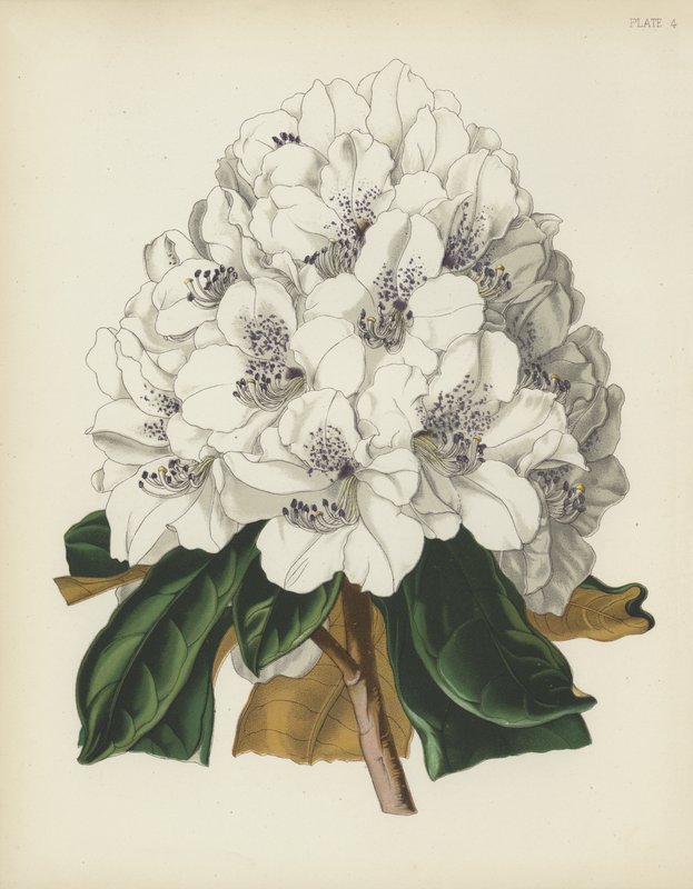 De Witte Cunningham Rhododendron, Rhododendron Cinnamomeum; var Cunninghami door English School