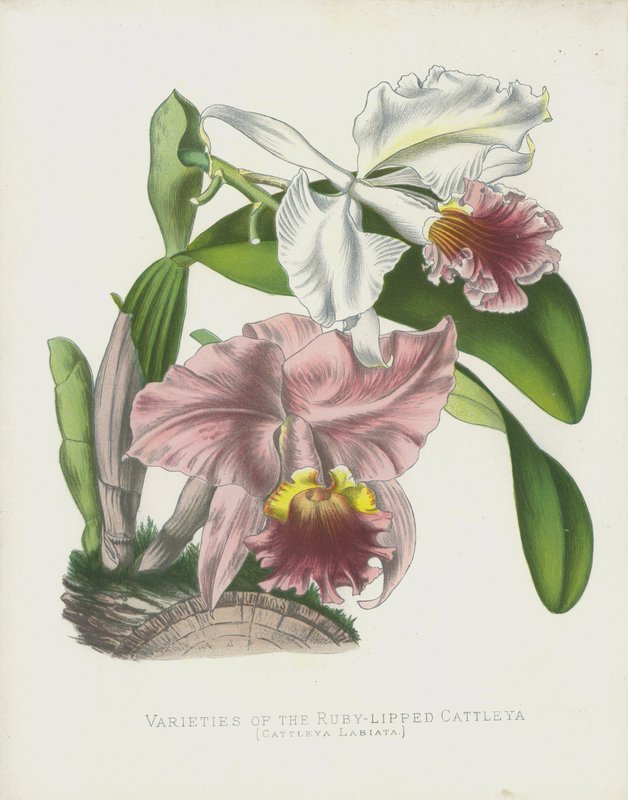 Variëteiten van de Robijnlip Cattleya, Cattleya Labiata door English School