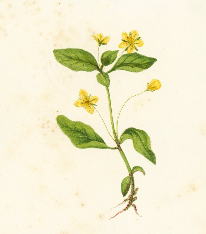 Boswederik, Lysimachia Nemorum door English School
