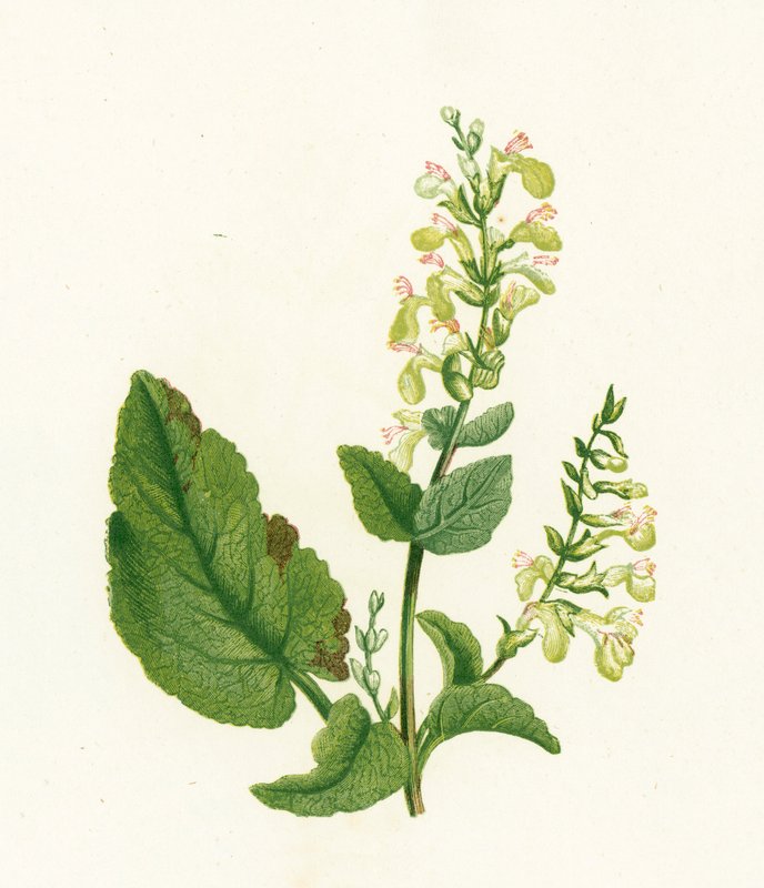 Bosgamander, Teucrium Scorodonia door English School