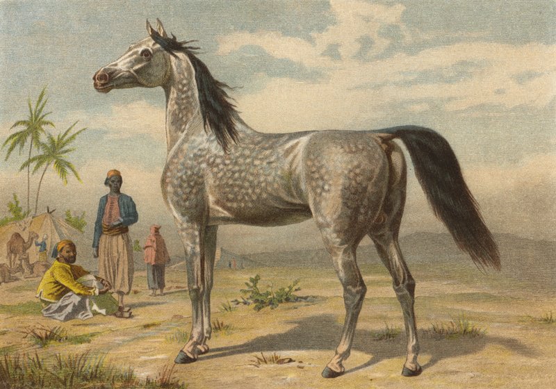 Arabisch paard door European School