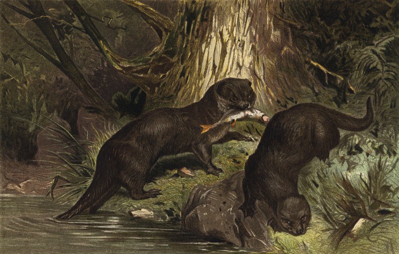 Otter door European School