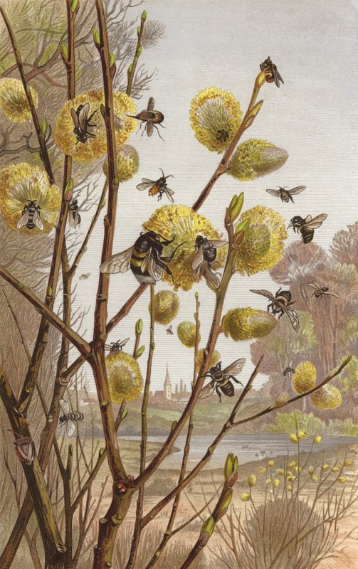 Lentebeeld uit het Insectenleven door European School