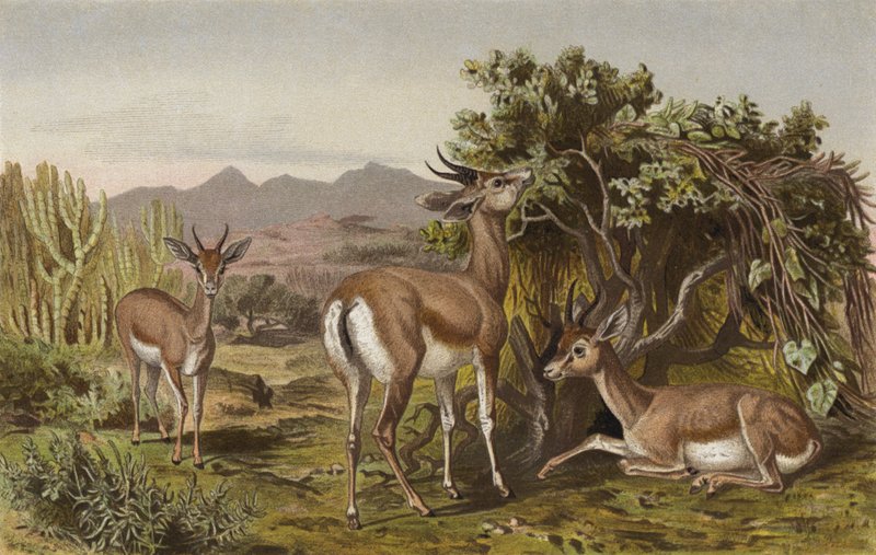 Gazelle door European School