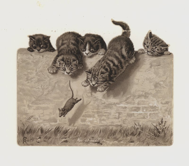 Kittens die een muis achterna zitten door European School