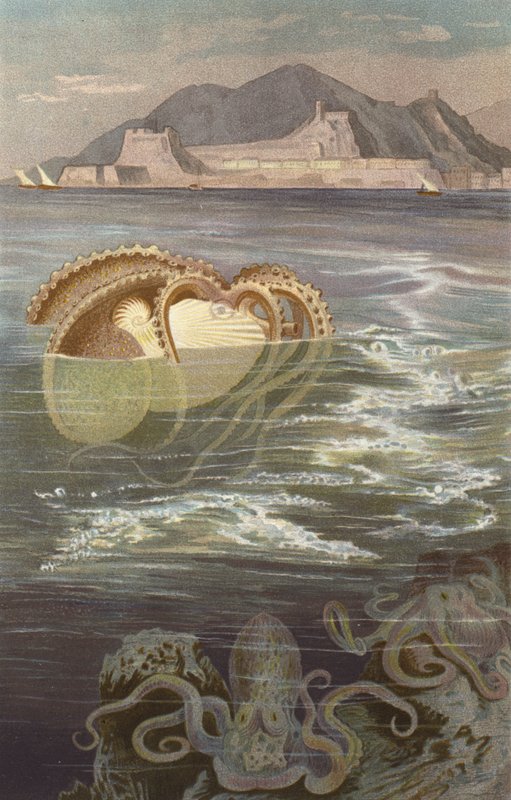 Papieren Nautilus door European School