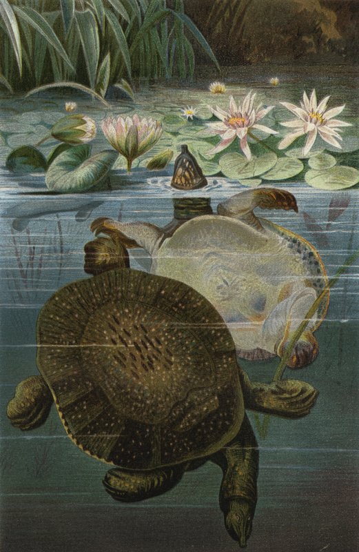 Zachte schildpad door European School