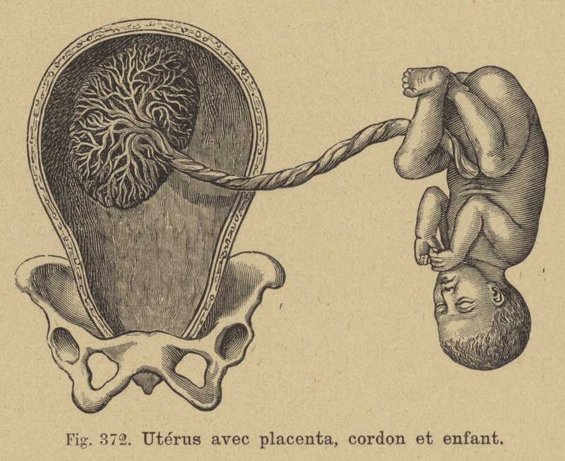 Doorsnede van een baarmoeder met placenta, navelstreng en baby door German School