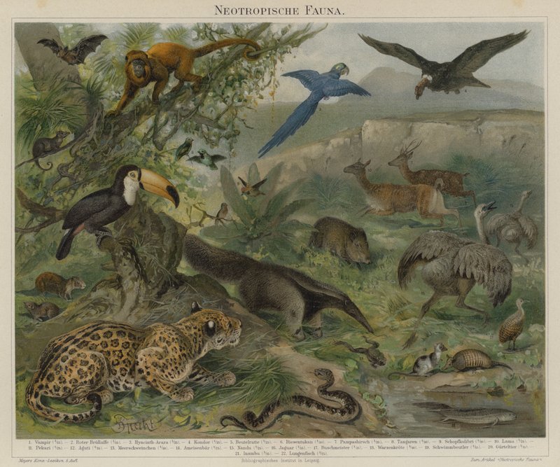Neotropische fauna door German School