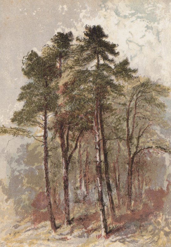 Groep dennenbomen door Aaron Edwin Penley